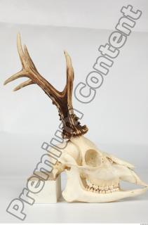 Skull Deer 0043